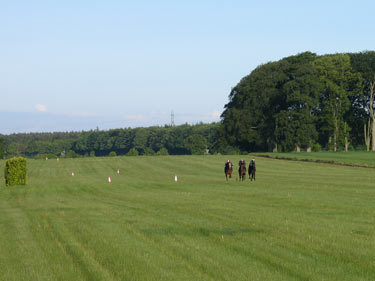 Training on the grass gallops