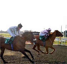 2009 - Suits Me - Mill Wood Winter Open Stakes Listed Race at Lingfield